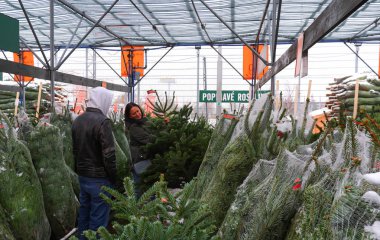 Prague, Çek Cumhuriyeti, 1.12.2018, insanlar seçin ve geleneksel Noel ağaçları al