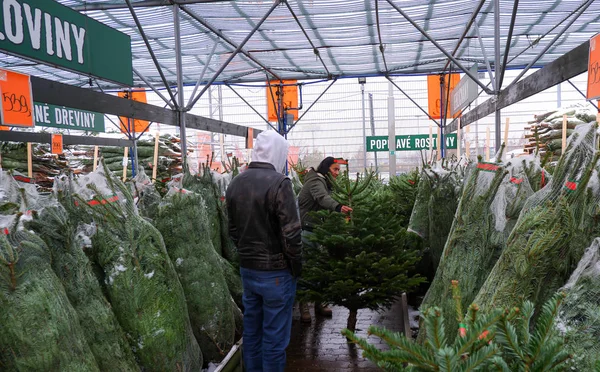 Prague, Çek Cumhuriyeti, 1.12.2018, insanlar seçin ve geleneksel Noel ağaçları al