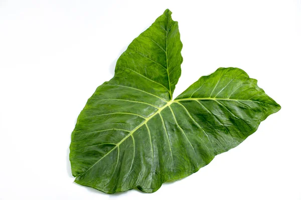 yenilebilir doğal büyük yaprak yeşil