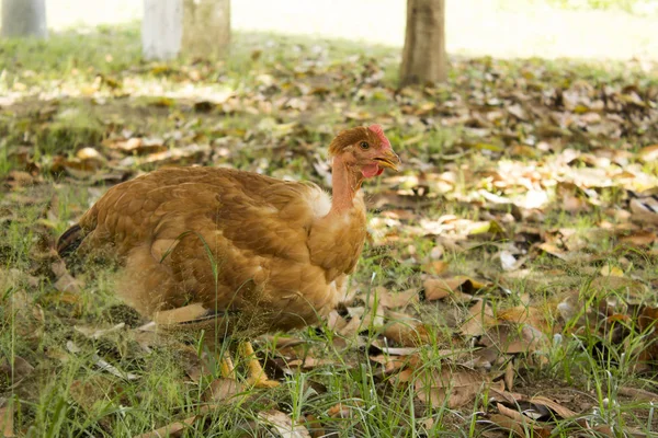 Ayam Berjalan Bidang Daun Kering — Stok Foto