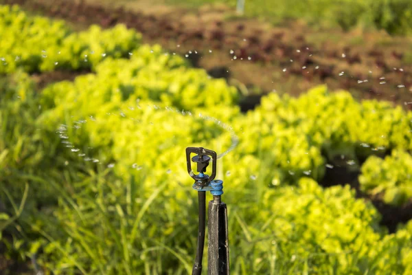 Sulama alanında sebze