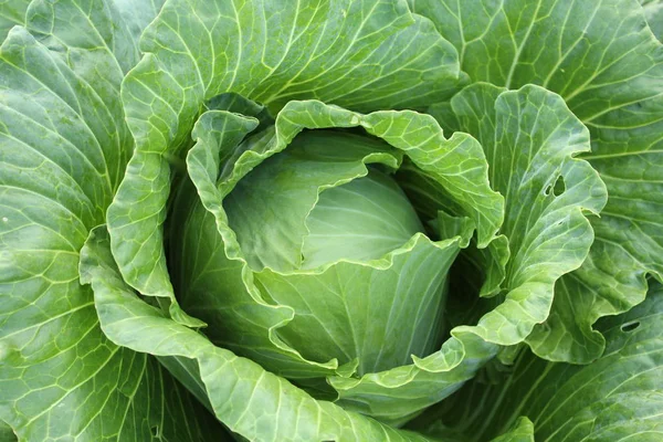 Güzel açık yeşil organik lahana