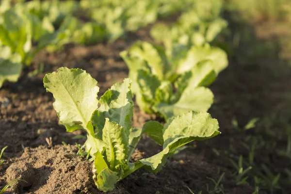 alana dikilmiş taze organik marul