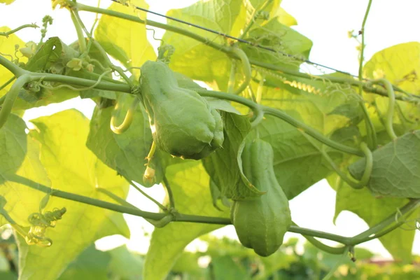 Brezilyalılar chuchus ağaç üzerinde