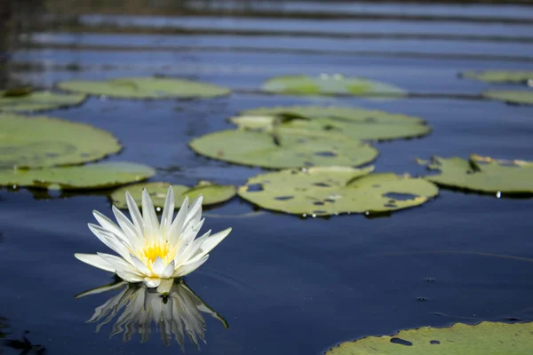 Sakin göl ve yeşil yaprakları beyaz lotus çiçeği açtı.