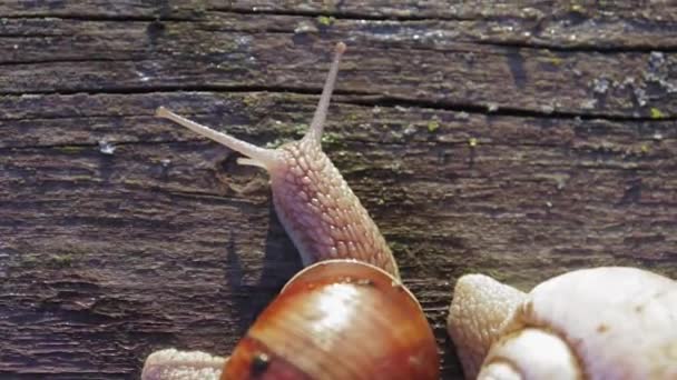 Snigel Långsamt Kryper Och Flyttar Sina Antenner Soligt Väder Djurliv — Stockvideo