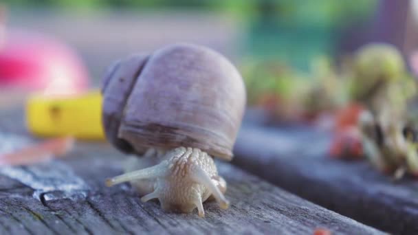 escargot rampant lentement et déplace ses antennes, temps ensoleillé, faune vue de face 