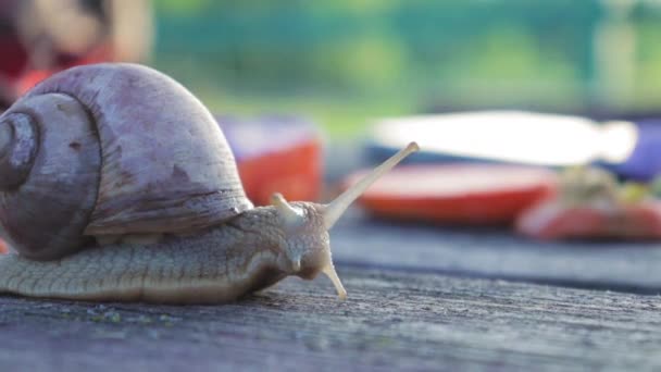 escargot rampant lentement et déplace ses antennes, temps ensoleillé, faune 