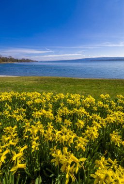 Baharda Constance Gölü kıyısında güzel çiçekler, güneş ışığı ve mavi gökyüzü.