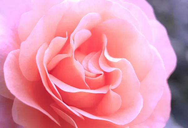 Rose Flower Close — Stock Photo, Image