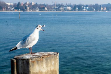 Martı açık Gaga ile Konstanz Gölü
