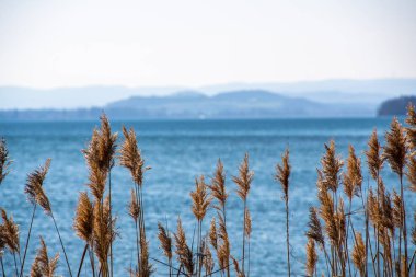 Reed Konstanz Gölü manzaralı