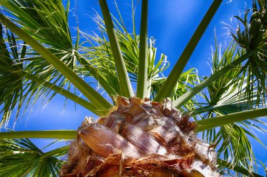 Mavi gökyüzü ile güneşli bir yaz gününde aşağıdan palmiye ağacı