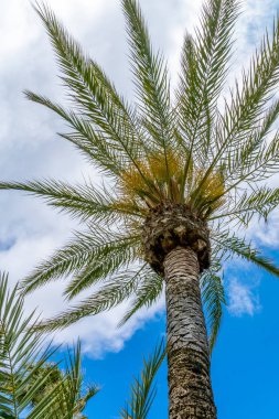 Mavi gökyüzü ve aşağıdan bulutlar ile Palmiye ağacı