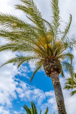 Palm mavi gökyüzü yaz 