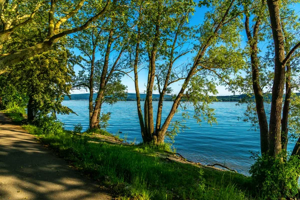 Träd Sommaren Sjön Stranden Bodensjön — Stockfoto