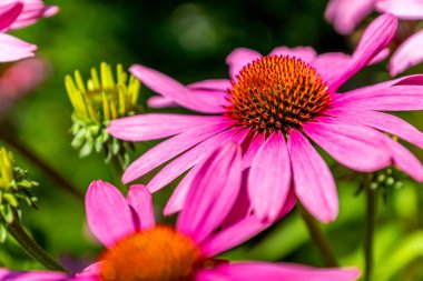 Güneş şapkaları (Echinacea) çiçekler pembe