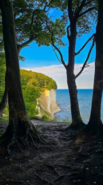 Baltık Denizi manzaralı Jasmund Milli Parkı 'ndaki tebeşir kayalıkları