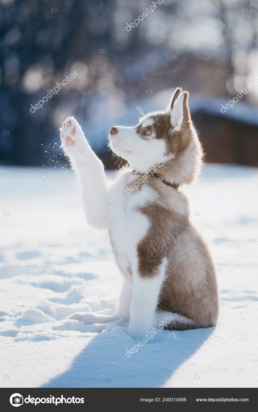 cute husky puppy pictures