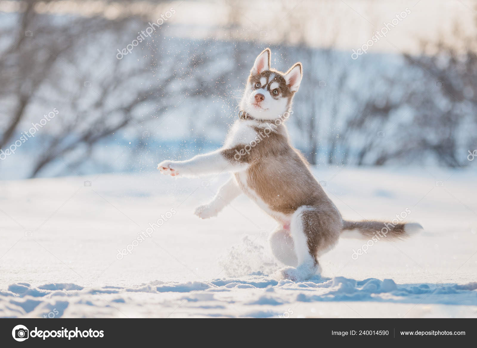 Cute Husky Puppy Playing Snow Winter Stock Photo by ©adikatz 240014590