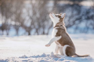 kışın karda oynayan sevimli husky köpek