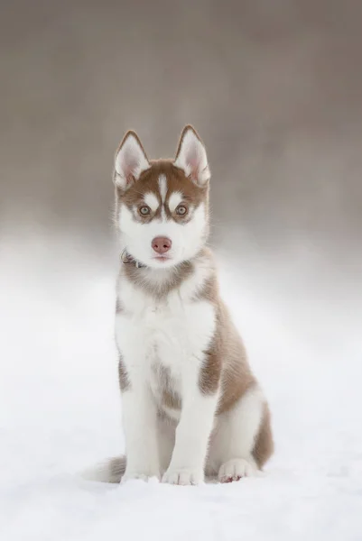 Husky Kiskutya Téli — Stock Fotó