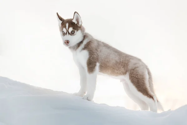 Chiot Husky Sur Fond Forêt — Photo