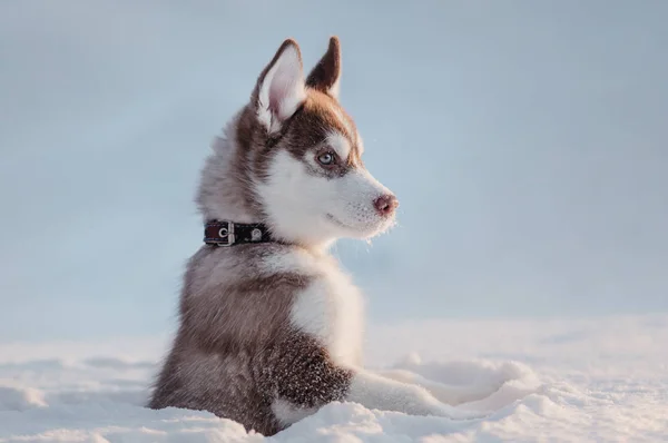 Retrato Cachorro Husky — Foto de Stock