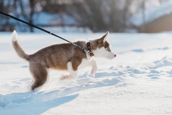 Husky Kiskutya Téli — Stock Fotó