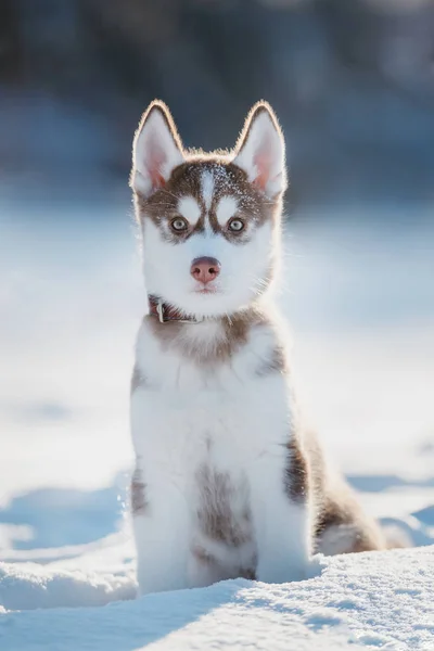 Retrato Filhote Cachorro Husky — Fotografia de Stock