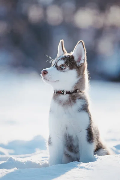 Cachorro Husky Inverno — Fotografia de Stock