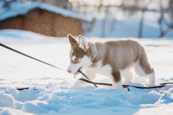 Aranyos Husky Kiskutya Játszani Hóban Télen — Stock Fotó