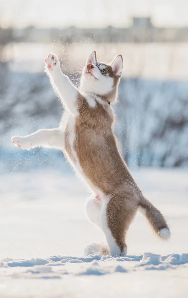 Schattige Husky Puppy Spelen Sneeuw Winter — Stockfoto