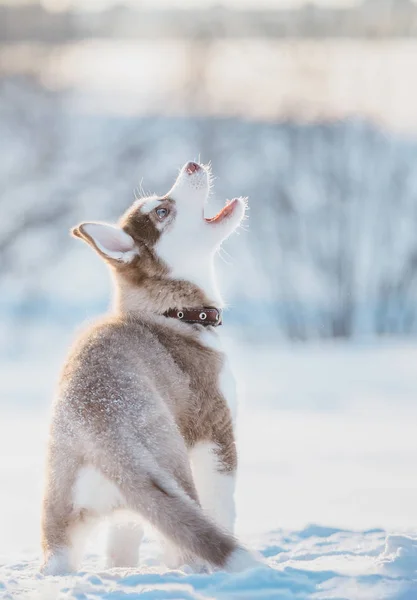 Aranyos Husky Kiskutya Játszani Hóban Télen — Stock Fotó