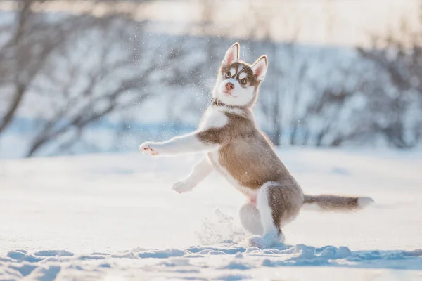 Lindo Husky Cachorro Jugando Nieve Invierno —  Fotos de Stock