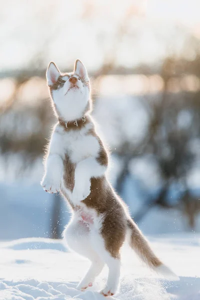 Schattige Husky Puppy Spelen Sneeuw Winter — Stockfoto