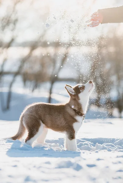 冬のハスキーの子犬 — ストック写真