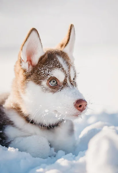 Egy Husky Kiskutya Portréja — Stock Fotó