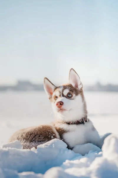 Husky Welpen Auf Dem Hintergrund Des Waldes — Stockfoto