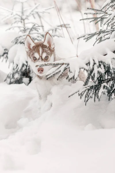 Husky Kiskutya Téli Erdőben — Stock Fotó