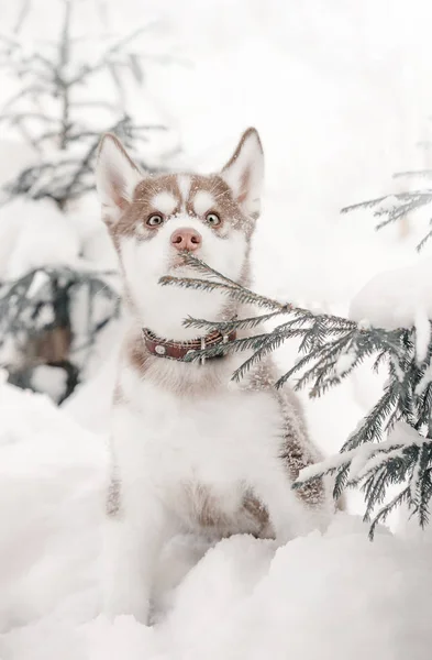 Husky Pup Winter Forest — Stockfoto