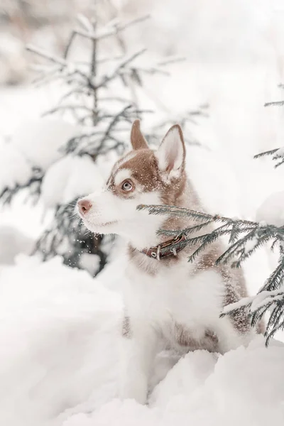 Husky Cachorro Invierno Bosque —  Fotos de Stock
