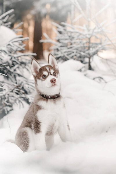 husky puppy in winter forest