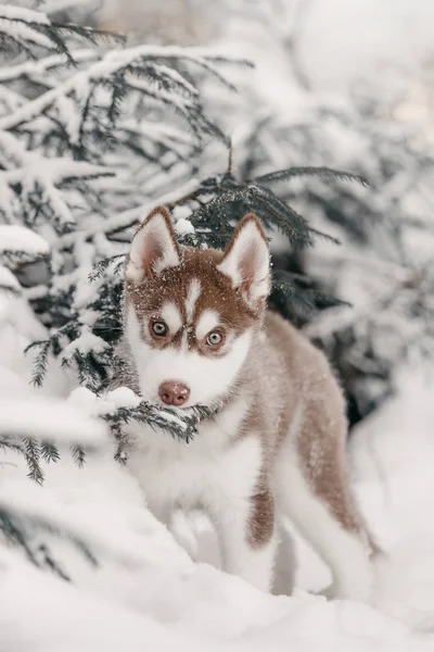 Husky Kiskutya Téli Erdőben — Stock Fotó