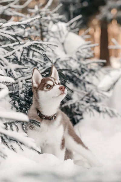 Husky Pup Winter Forest — Stockfoto