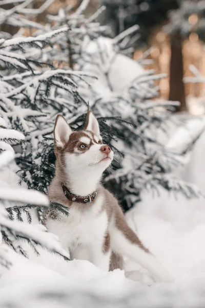 Kış ormandaki Husky köpek yavrusu