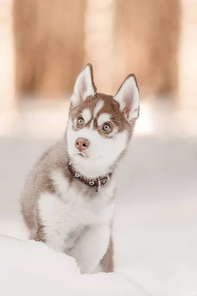 Catelus Husky Timp Iarnă — Fotografie, imagine de stoc