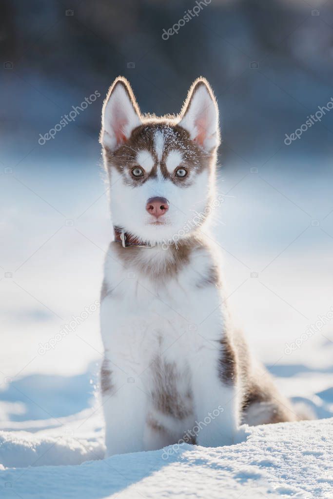 portrait of a husky puppy