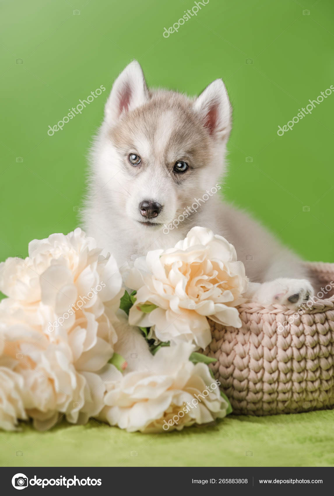 Chiot Husky Sur Fond Vert Image Libre De Droit Par Adikatz C Chiot Husky Sur Fond Vert Image Libre De Droit Par Adikatz C