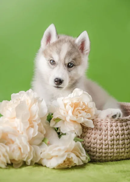 Huskyho štěně na zeleném pozadí — Stock fotografie